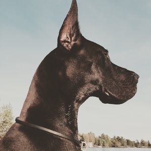 Meet your Posher, Simon